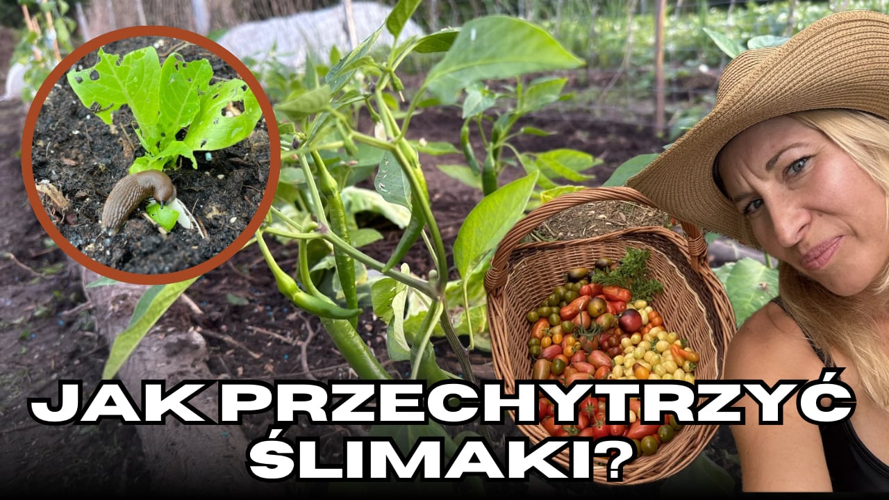 Sposoby na ślimaki, karczowniki i stonkę