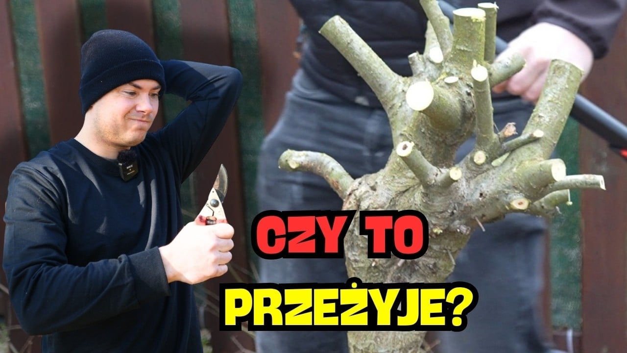 Cięcie wierzby Hakuro Nishiki – wiosną, latem i jesienią (pełny poradnik)