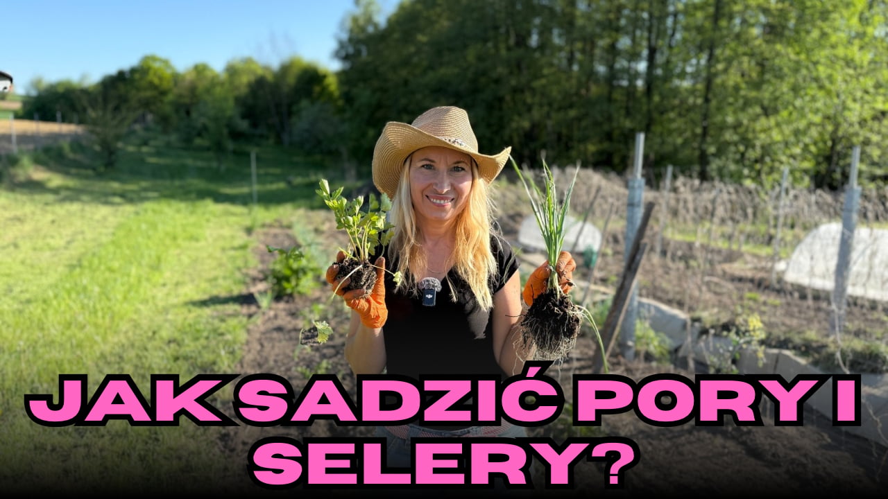 Jak sadzić pory i selery - późny siew korzeniowych - dlaczego warto?