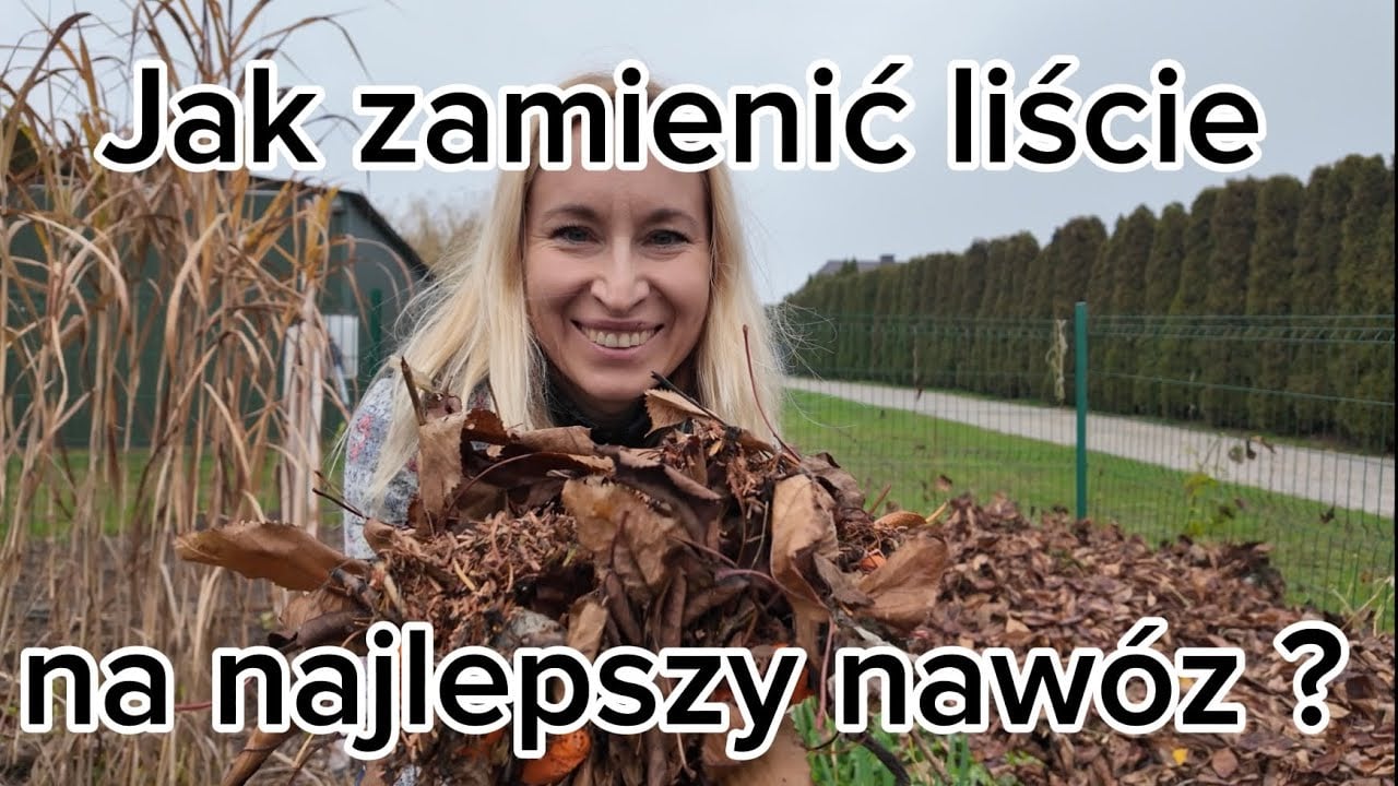 Liście od sąsiada = ZŁOTO dla ogrodu! Jak zrobić darmowy nawóz z mikoryzą