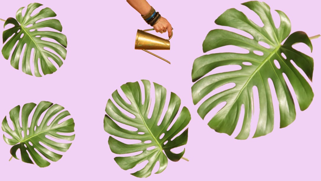 5 sekretów, dzięki którym Twoja Monstera będzie gigantem