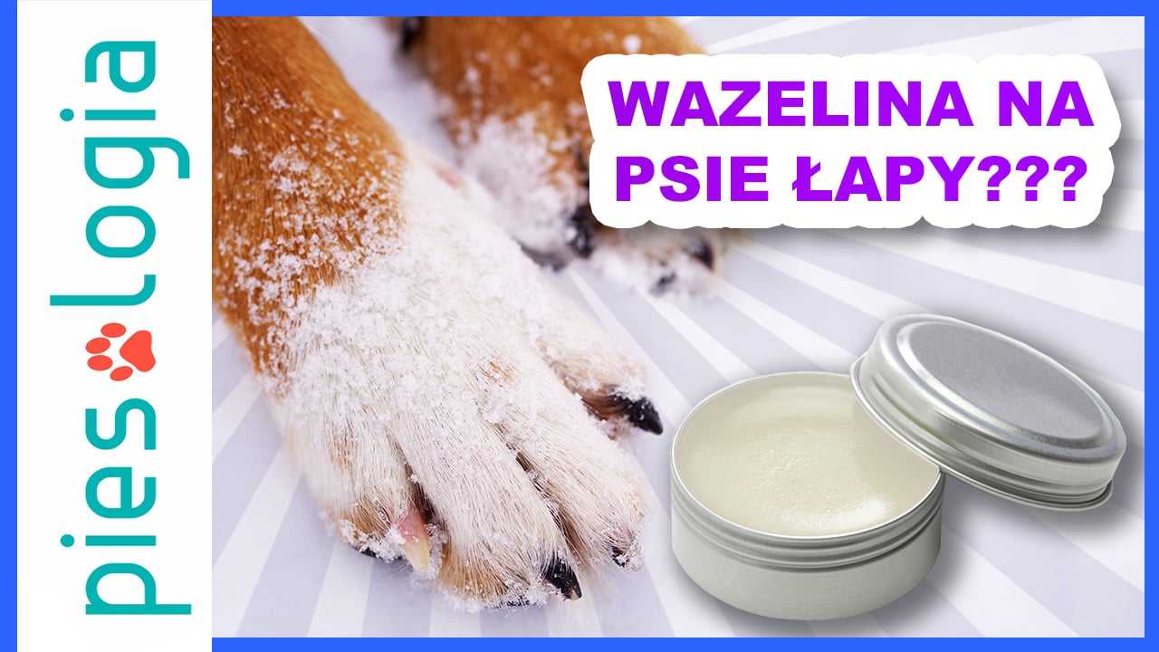 Czy wazelina jest bezpieczna dla psich łap?