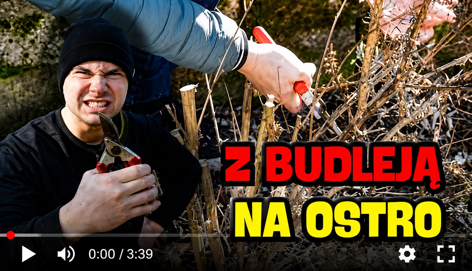 Wiosenne cięcie budlei – zrób to TAK, a zakwitnie jak szalona!