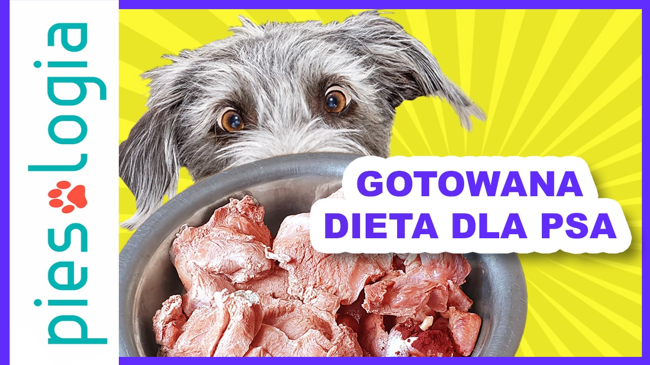 Gotowana dieta dla psa - BACF