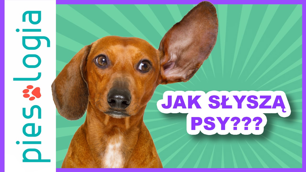 Jak słyszą psy?