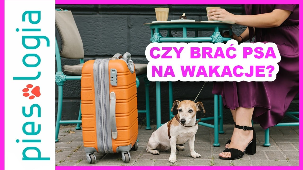 Czy zawsze warto zabierać psa na wakacje?