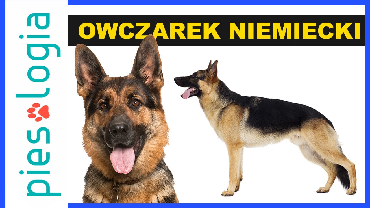 Atlas Ras Psów - Owczarek Niemiecki