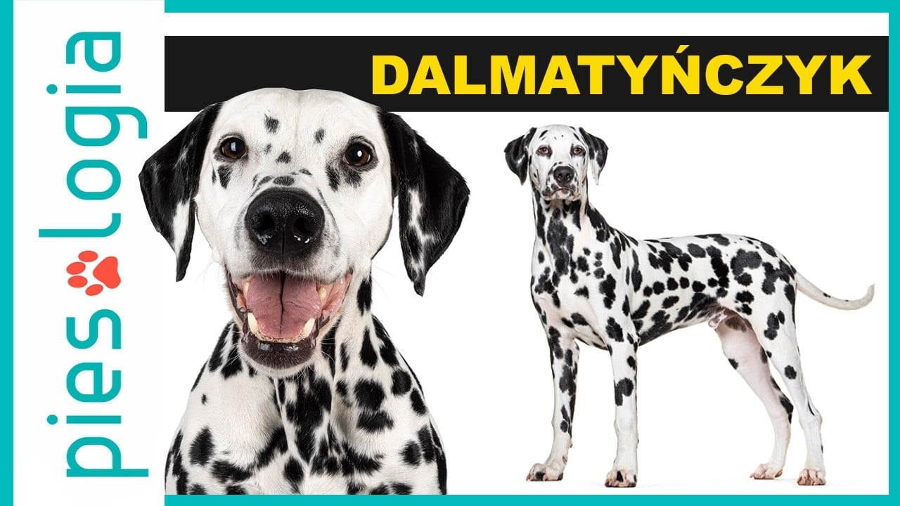 Atlas Ras Psów - Dalmatyńczyk