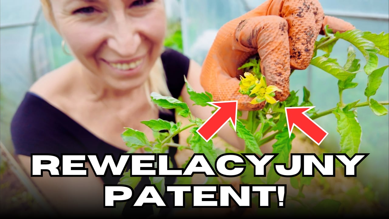Jak sadzić pomidory? Metoda na leżąco, obrywanie wilków i najlepsze ściółki!