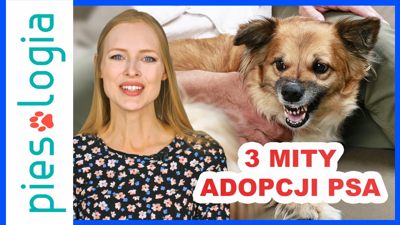 Trzy mity związane z adopcją psa