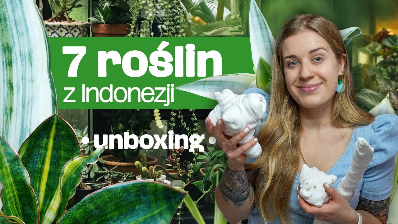 Unboxing - kolekcjonerskie sansewierie | nowa pasja roślinna