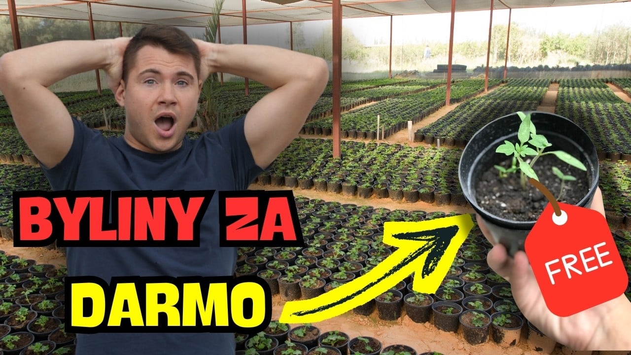 Wiosenne dzielenie bylin 🌱✂️ Z jednej rośliny zrobisz kilka