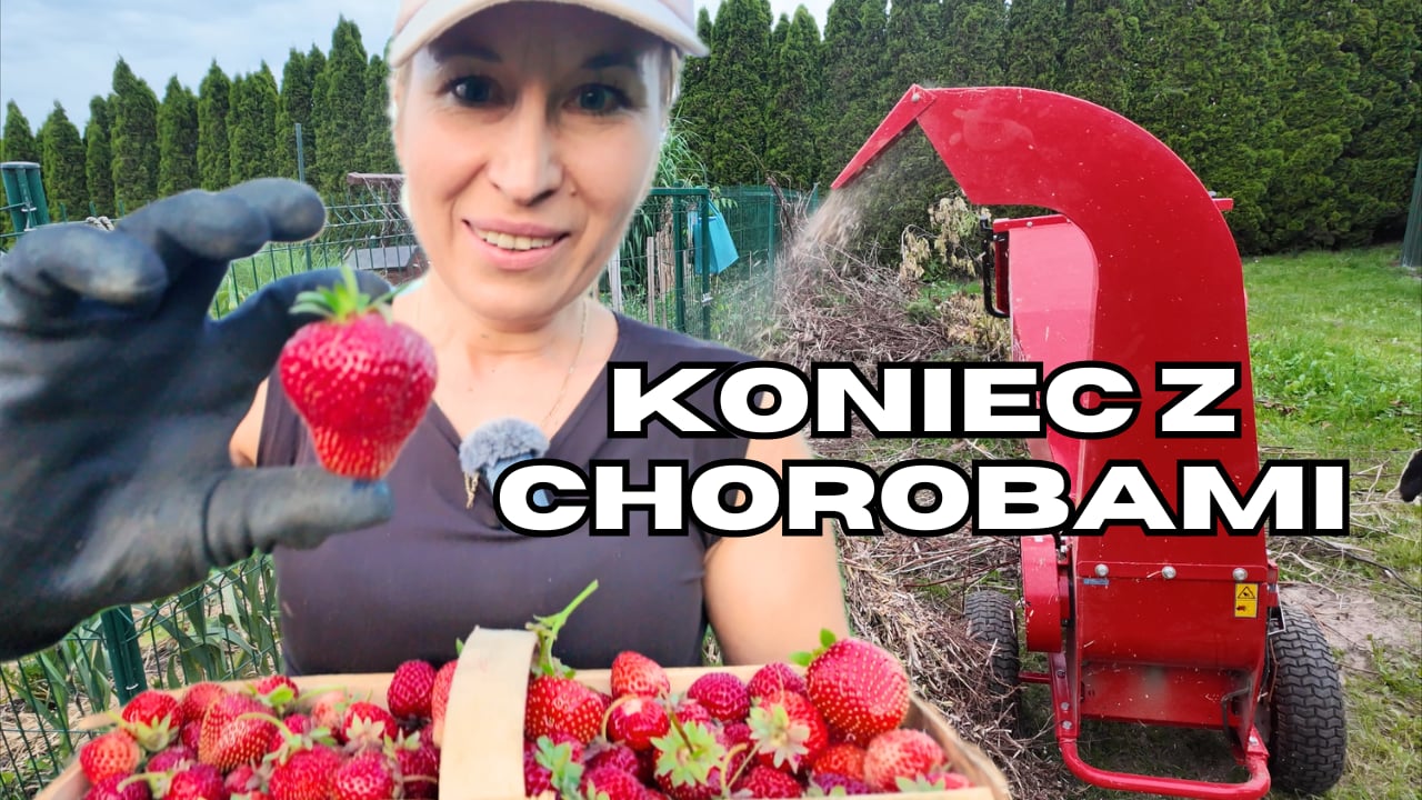 Mój sposób na zdrowe truskawki bez chemii – dlaczego wybieram ściółkowanie zrębkami?