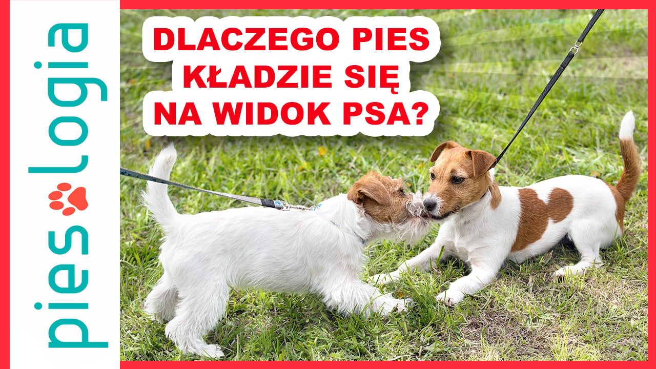 Dlaczego pies kładzie się na widok drugiego psa?