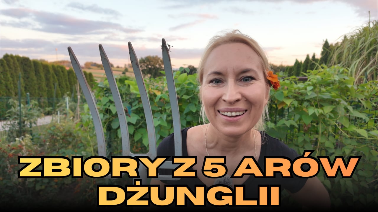 Ile plonów zebrałam z 5 arów? To Cię zaskoczy!