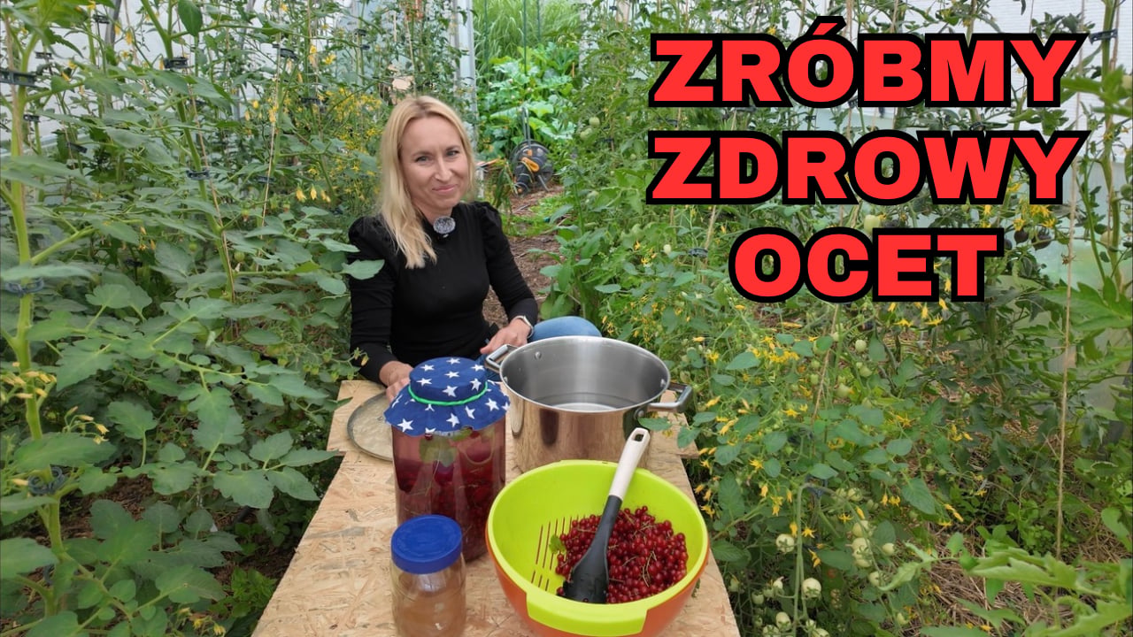Domowy ocet z czerwonej porzeczki - przepis