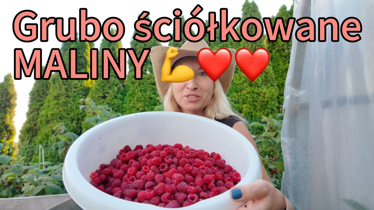 Grubo ściółkowane maliny / Mulching raspberries