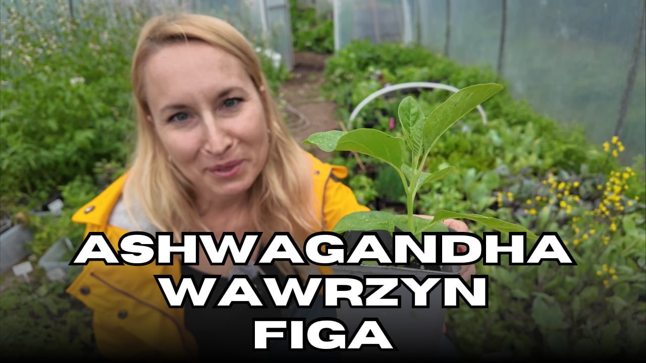 Figa i Wawrzyn przeżyły zimę w gruncie! + Wielki przegląd rozsad 