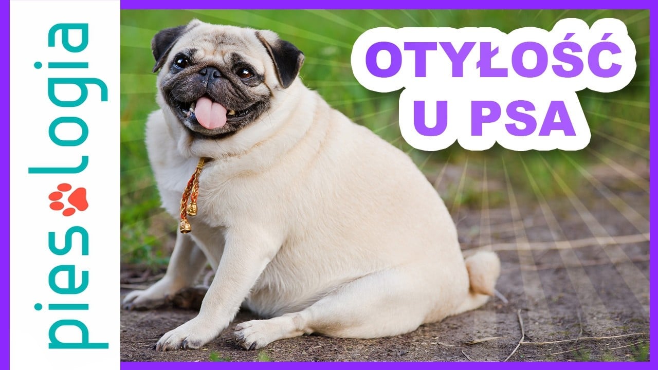 Otyłość u psa to nie tylko kwestia wyglądu