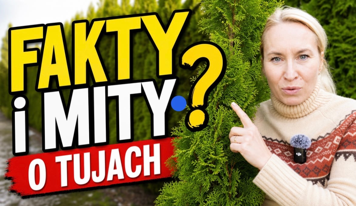Fakty i mity o tujach