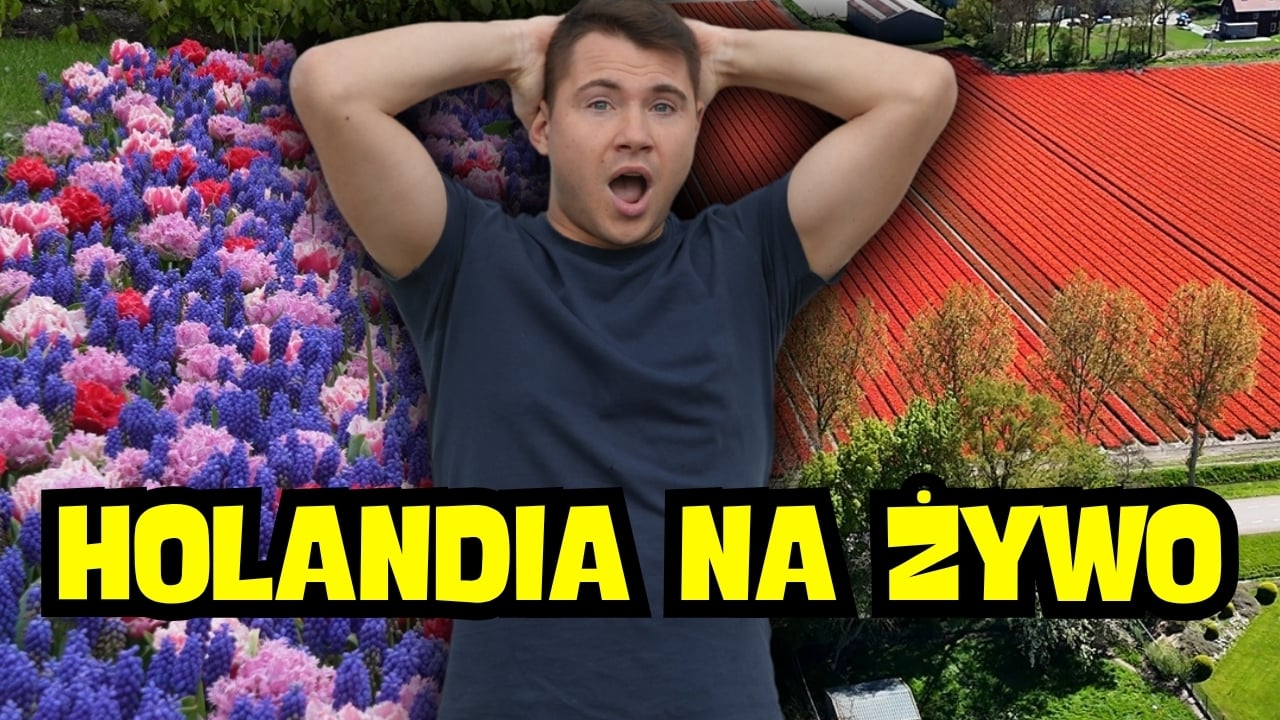 Tulipany w Holandii – pola tulipanów, Keukenhof i kulisy uprawy 🌷