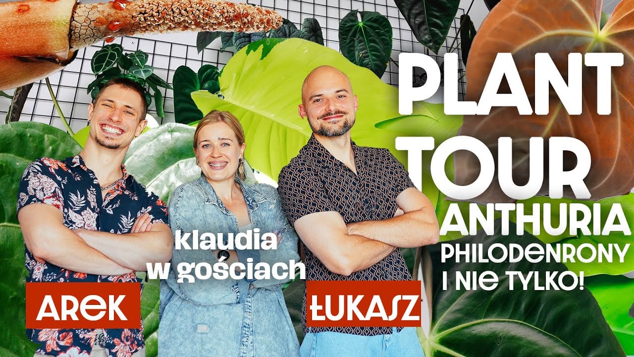 Wielkie anthuria, największe epipremnum w Polsce i nie tylko| Plant tour | Klaudia w gościach u Arka