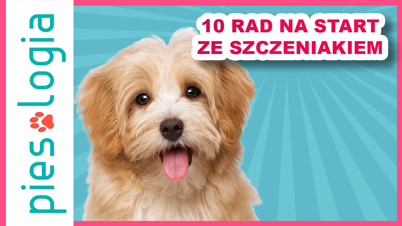 10 rzeczy, które chciałabym wiedzieć przed pojawieniem się szczeniaka
