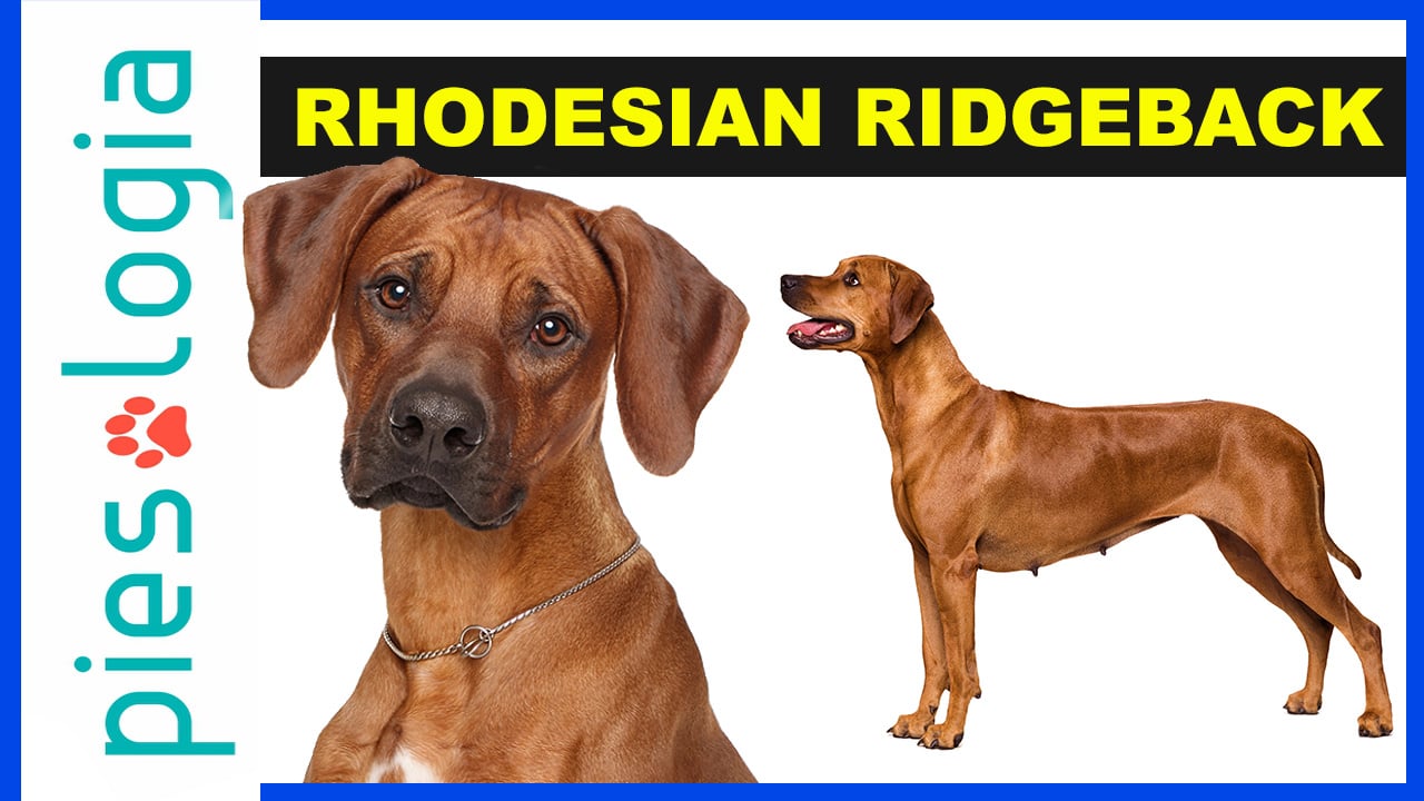 Atlas ras psów - Rhodesian Ridgeback