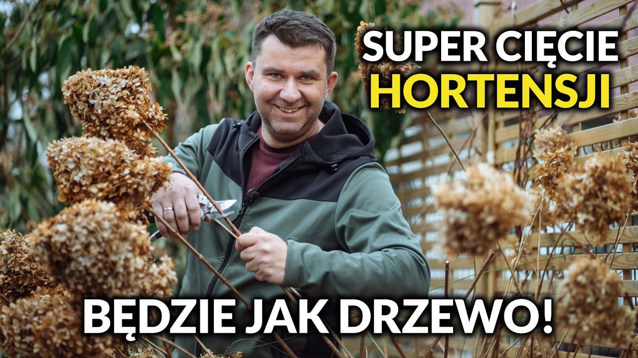 Jak przyciąć hortensje żeby wyglądała jak drzewko? Szybki sposób na większa hortensje.