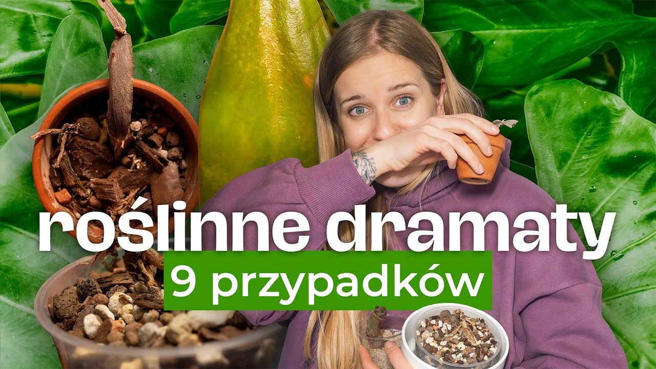 9 dramatów - do czego doprowadziłam rośliny?
