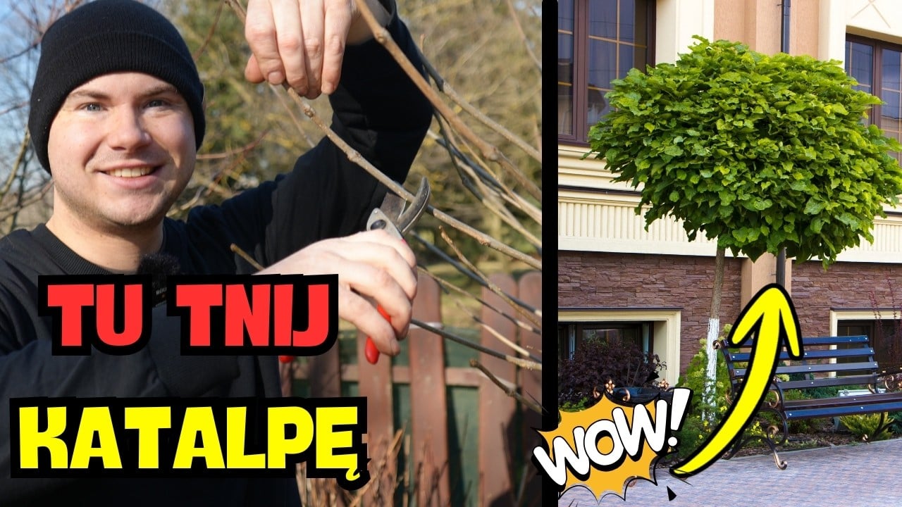 Cięcie katalpy 🌳✂️ Nie bój się sekatora
