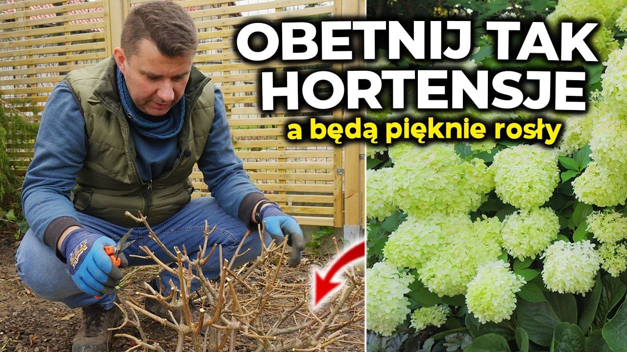 Cięcie hortensji krok po kroku. Kiedy i jak ciąć hortensje. Jak ciąć stare a jak młode hortensje