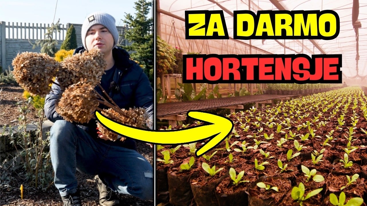 Rozmnażanie hortensji bukietowej — 3 skuteczne sposoby 🌸 Zrób to krok po kroku