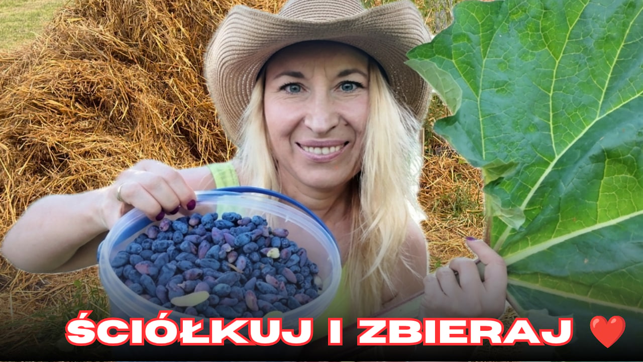 Grubo ściółkowane jagody kamczackie - zbiory, uprawa i wykorzystanie 🫐🫐