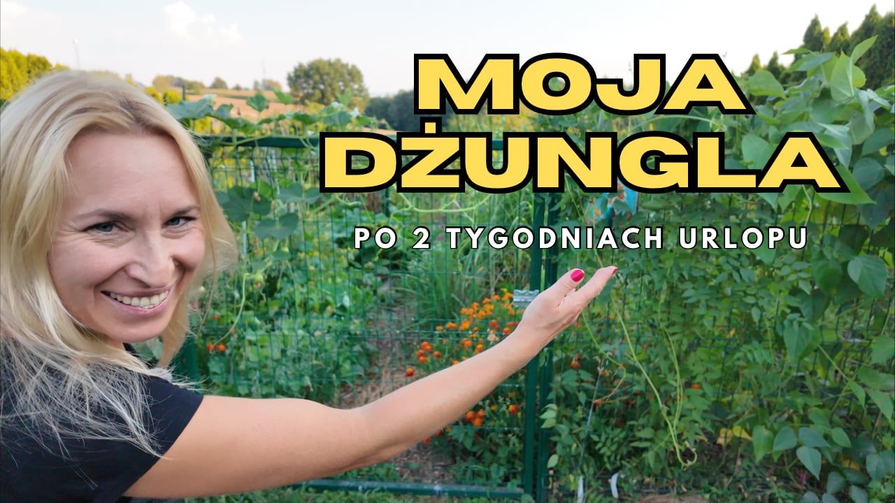 Czy coś przetrwało w ogródku? Moja dżungla po 2 tygodniach urlopu.