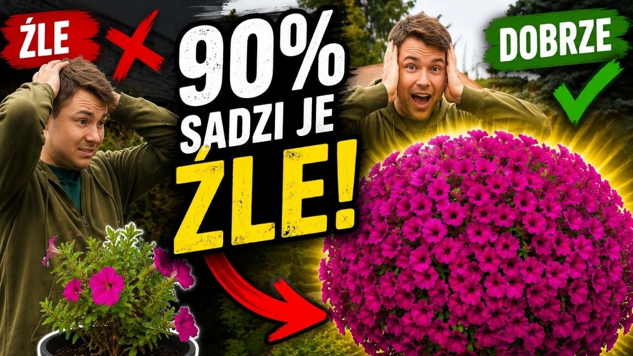  Sadzenie Supertunii Vista i surfinii – jak sadzić, żeby rosły jak szalone?