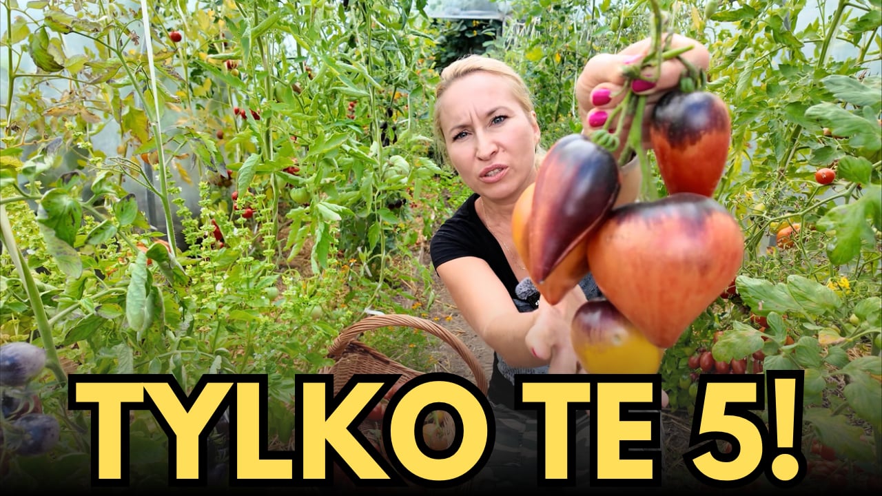 Przetestowałam setki odmian pomidorów... TYLKO TE 5 wraca za rok!