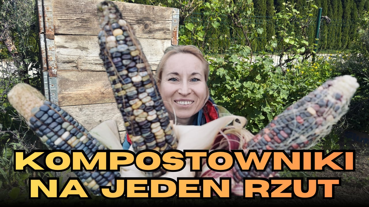 Kompostowniki na jeden rzut - jak się nie wykończyć w ogrodzie? Zbiory kukurydzy