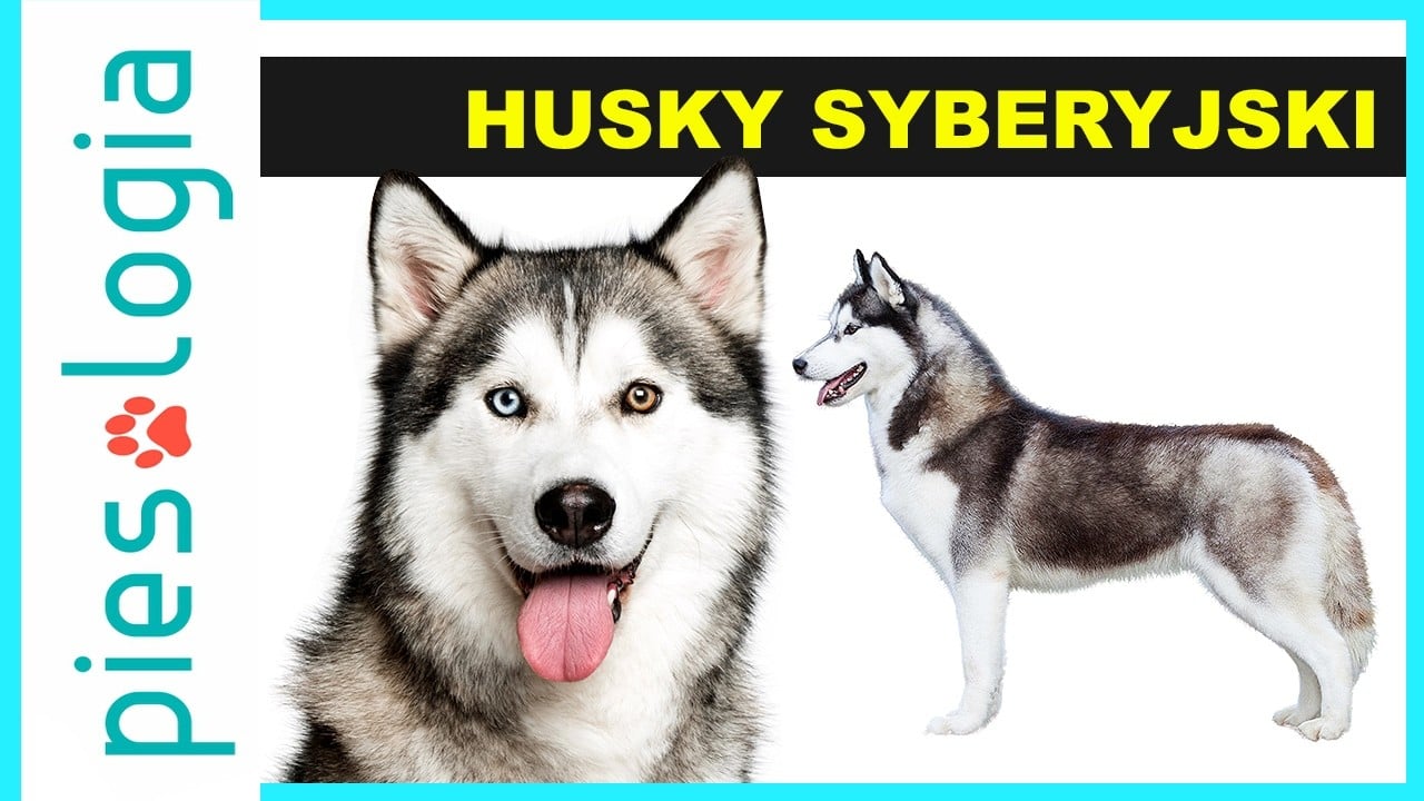 Atlas Ras Psów - Husky Syberyjski