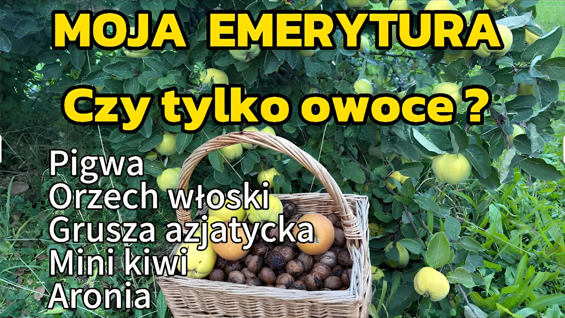 Jakie drzewa warto sadzić by mieć plon jesienią?