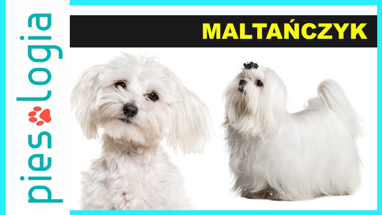 Atlas Ras Psów - Maltańczyk