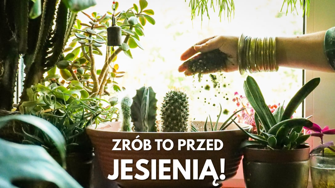 Co zrobić z roślinami domowymi przed jesienią? 10 ważnych zabiegów