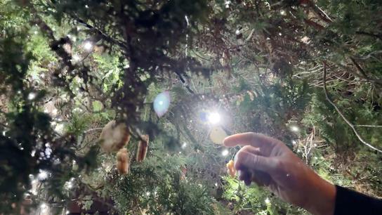 COŽEBOX 1: Předvánoční bordelglosa