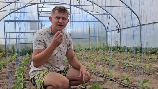 Wielki poradnik do fasoli szparagowej