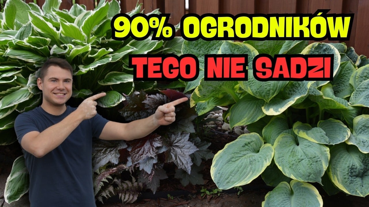 10 najlepszych bylin do cienia 🌿 Rośliny, które rozjaśnią zacieniony ogród