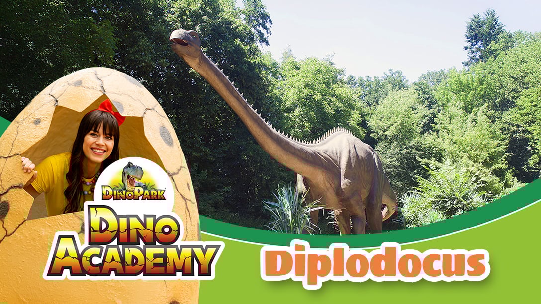 Diplodocus - Dinoacademy - Karol a Kvído