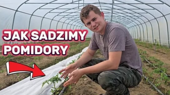 Pierwsze sadzenie pomidora w tym roku