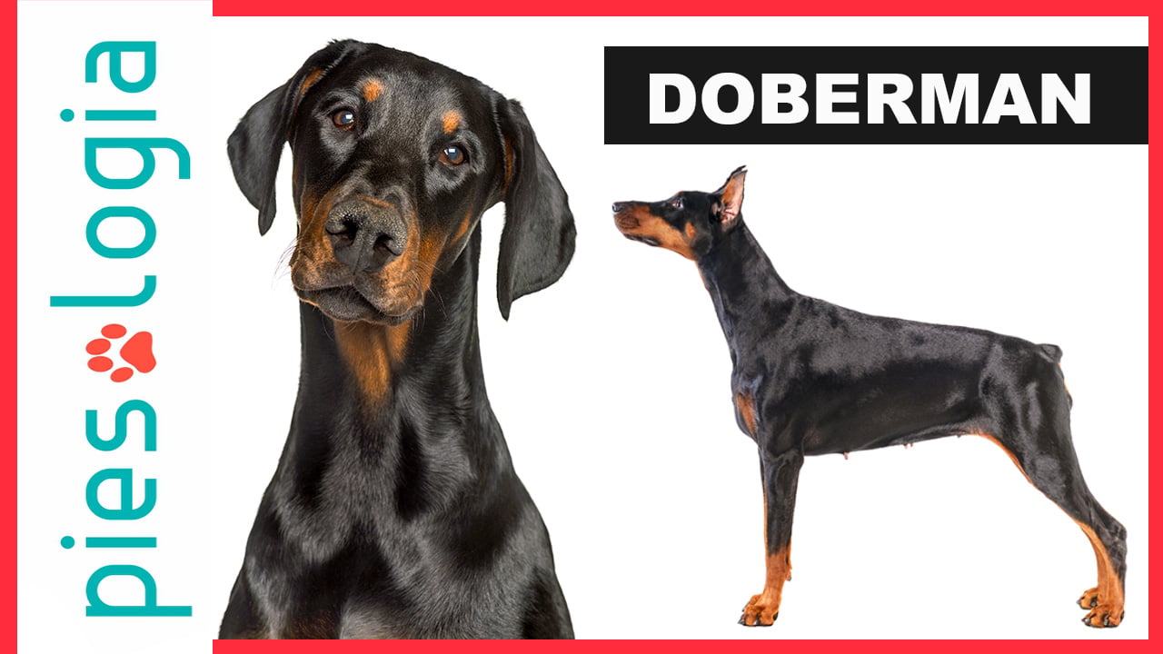 Atlas Ras Psów - Doberman
