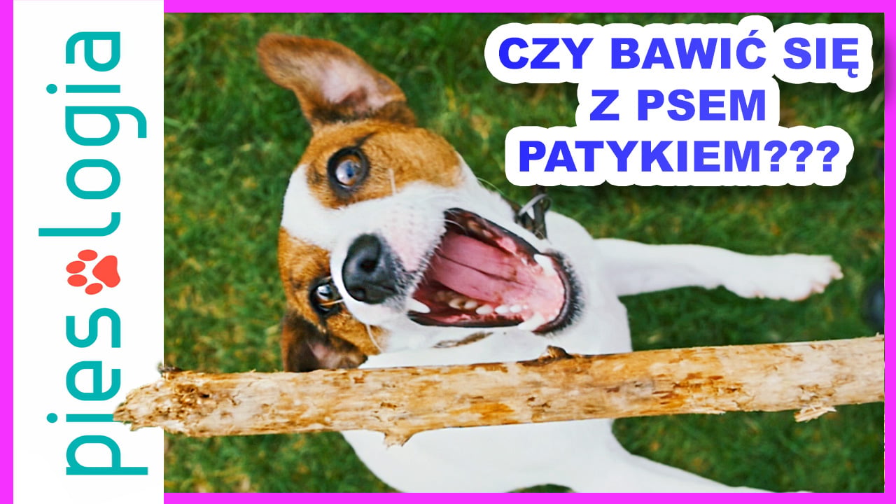 Czy patyk to dobra zabawka dla psa?