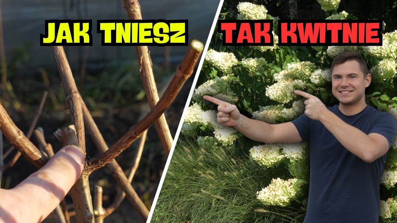 Jak ciąć hortensję bukietową, żeby kwitła OGROMNIE? 🌸 Błędy, termin i technika